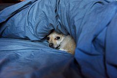 Девушка завела крошечного котенка и получила «озеро собачьей мочи»