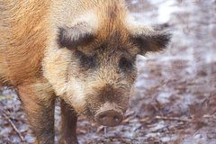 Дикие кабаны останавливали работу международного аэропорта на несколько часов