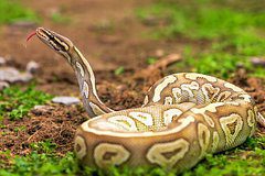 Гигантский питон сбросил фермера с мотоцикла и расправился с ним