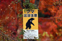 Количество жертв от нападений медведей в Японии стало рекордным