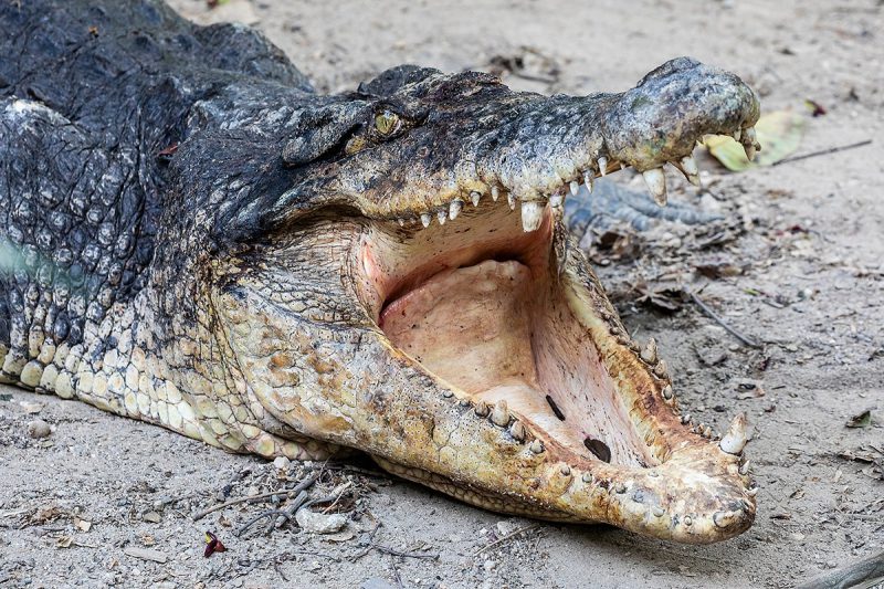 Крокодил-людоед с Борнео