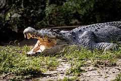 Крокодил-людоед с Борнео