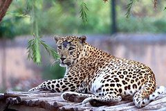 Леопард пробрался в деревню и растерзал мужчину