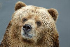 Москвичам предрекли встречи с медведями