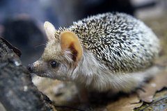 Не уснувшие из-за аномальной погоды ежи атаковали подмосковные помойки