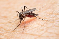 Оценена вероятность появления ядовитых насекомых в Москве из-за изменений климата