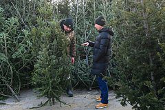 Россиян научили выбирать новогоднюю елку