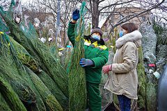 Россиянам дали советы по выбору лучшей живой елки к Новому году