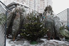 Россиянам раскрыли секрет выбора живой елки