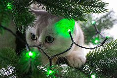 Россиянам раскрыли способы отвлечь кота от новогодней елки