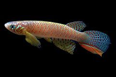 Считавшуюся вымершей рыбу нашли в маленьком лесном пруду