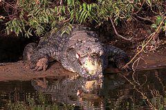 Собиравший морские огурцы мужчина стал жертвой крокодила