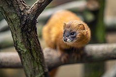 Способного похитить душу человека «рыжего панка» заметили в России