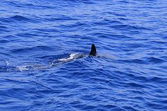 Стали известны подробности смертельного нападения акулы на туристов в Австралии