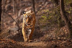 Тигры за сутки растерзали двух жителей одного района