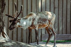 В Финляндии обвинили Россию в гибели оленей