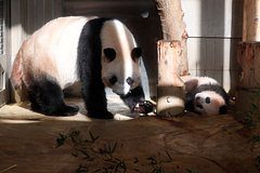 В Японии заявили о потере всех панд