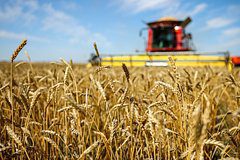 В России оценили сборы зерна