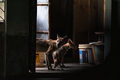 Волк утащил четырехмесячного младенца