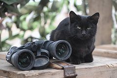 ВСУ минами взрывали котов в зоне СВО