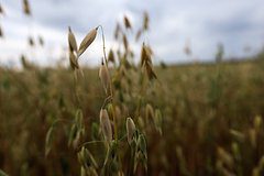 Вывоз одной российской агрокультуры приблизился к рекордным значениям