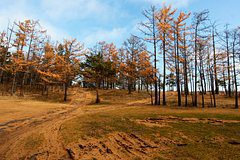 Жители российского города пожаловались на уничтожение леса